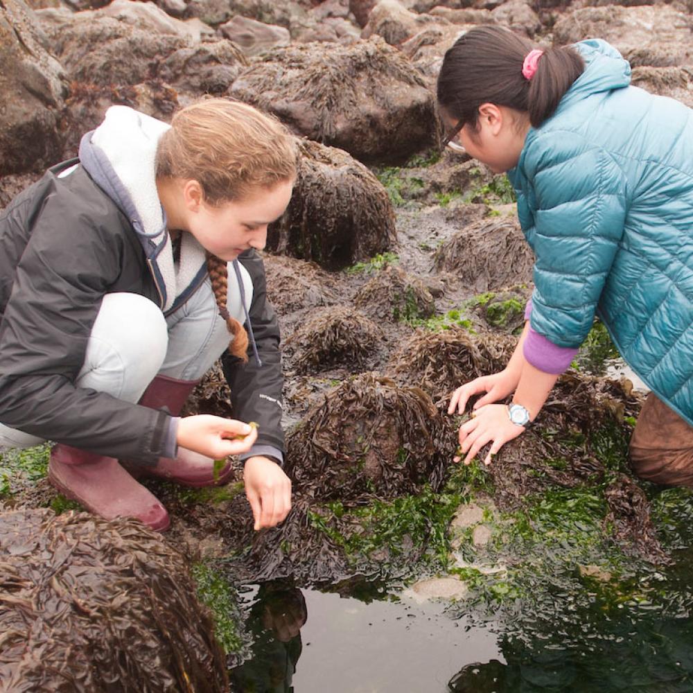 Students examine a tidepool in Bodega Bay, Ca for signs of environmental degradation