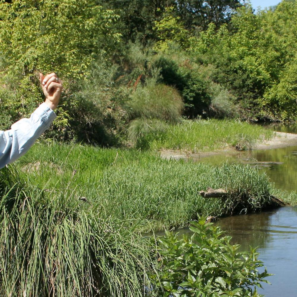 A UC Davis researcher points at a wetlands areas behind him