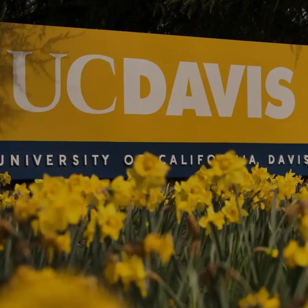 A UC Davis sign in front of a bed of yellow flowers.