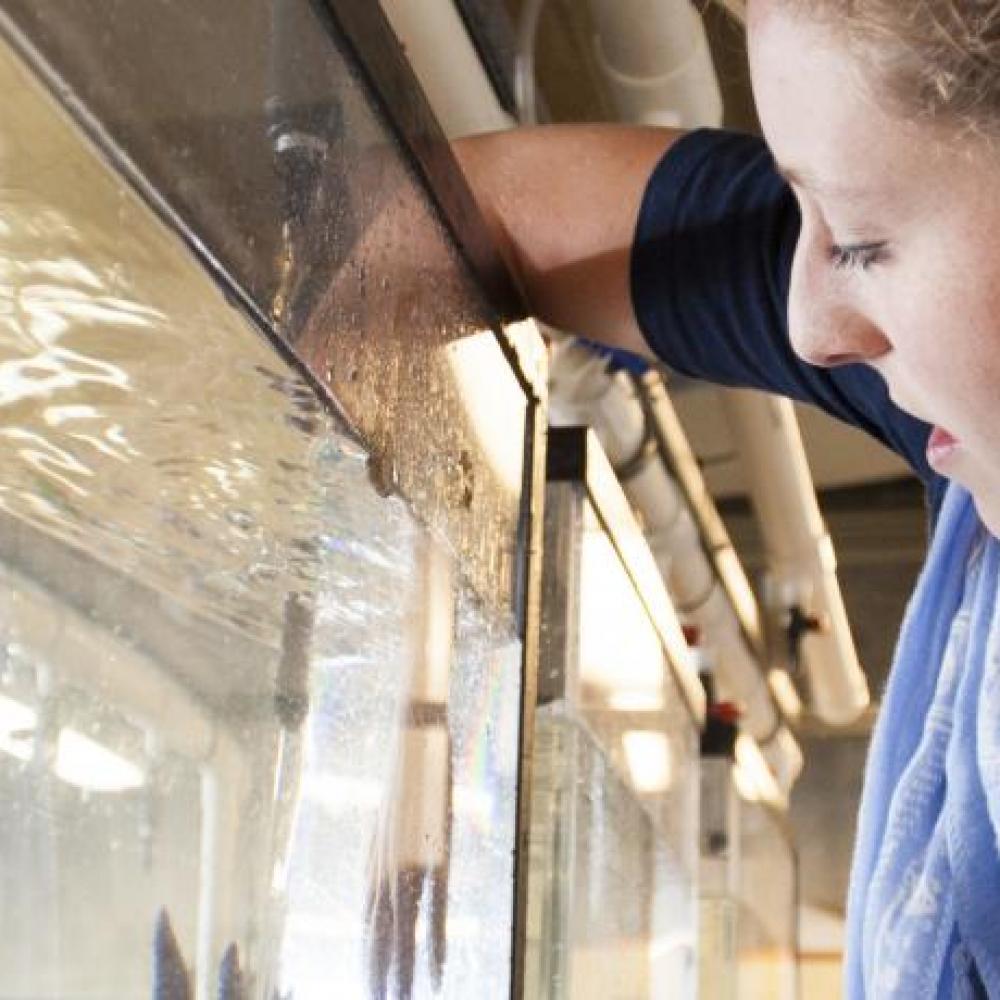 uc davis student reaches into fish tank