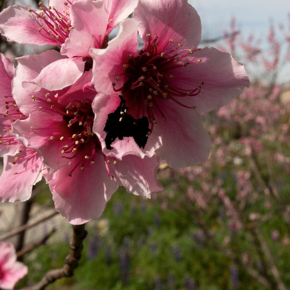 A close up of a cherry blossom