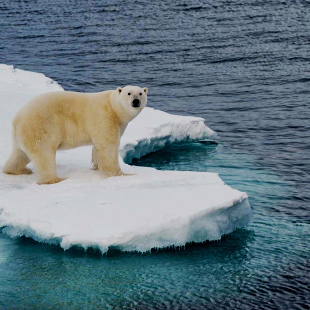 A polar bear standing on iceberg in the ocean