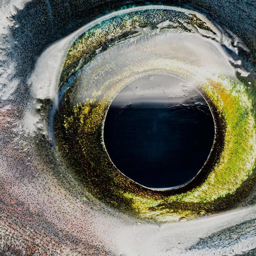 A close up of a fish eye