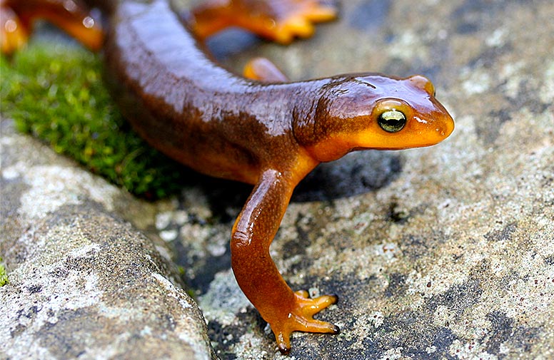  Closeup of a California newt