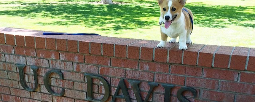 Corgi standing on top of a brick wall saying 'UC Davis'