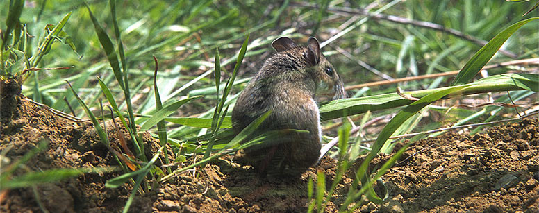 Deer mouse in the grass
