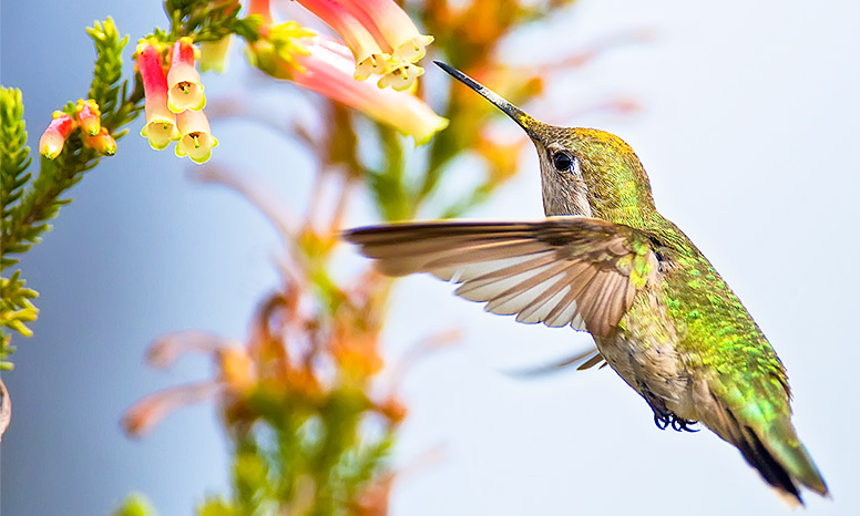Anna's hummingbird approaching a flower.