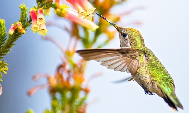 A hummingbird flying in midair preparing to collect nectar from a flower