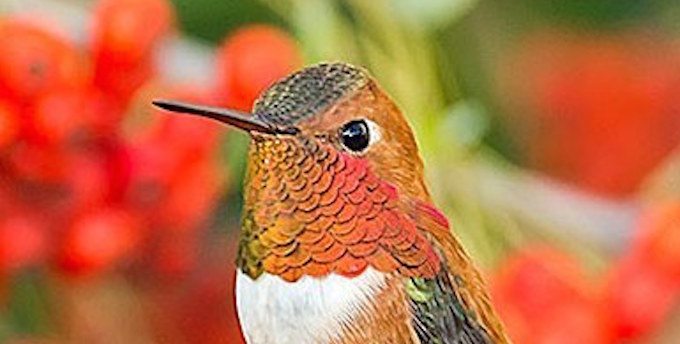 A hummingbird sitting amongst berries