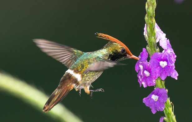 A hummingbird flying in midair collecting nectar from a flower