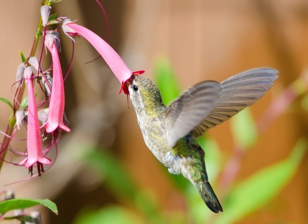 A hummingbird flying midair collecting nectar from a flower