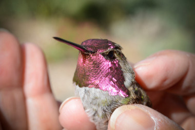 A hummingbird sitting in a hand
