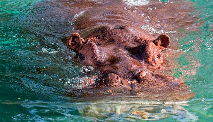  Hippo mostly submerged