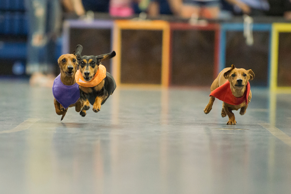 The fastest wiener takes all at the annual Doxie Derby.