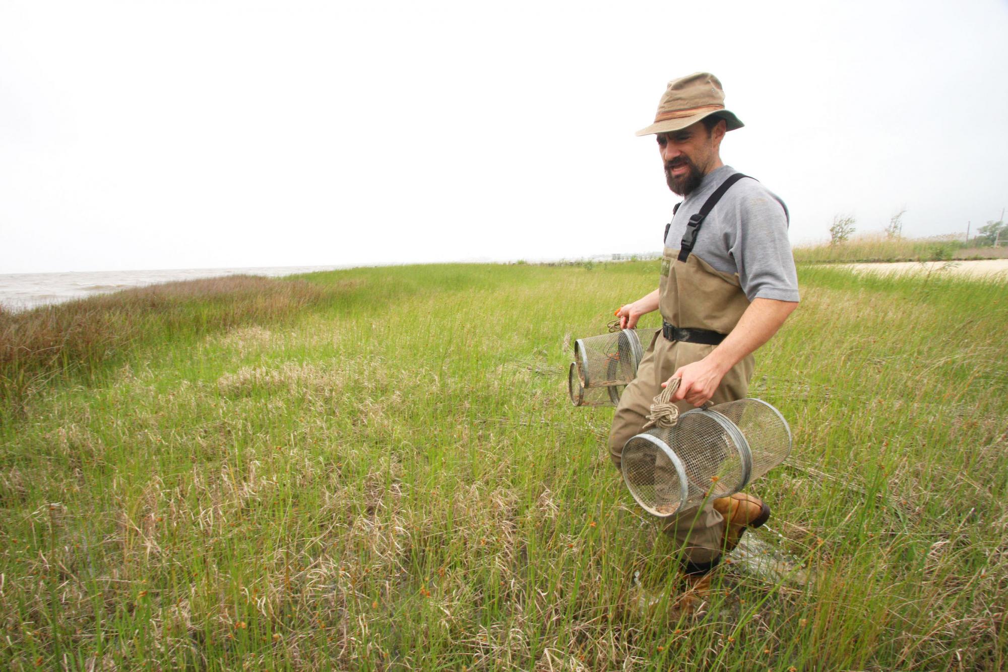 Man in field with minnow traps