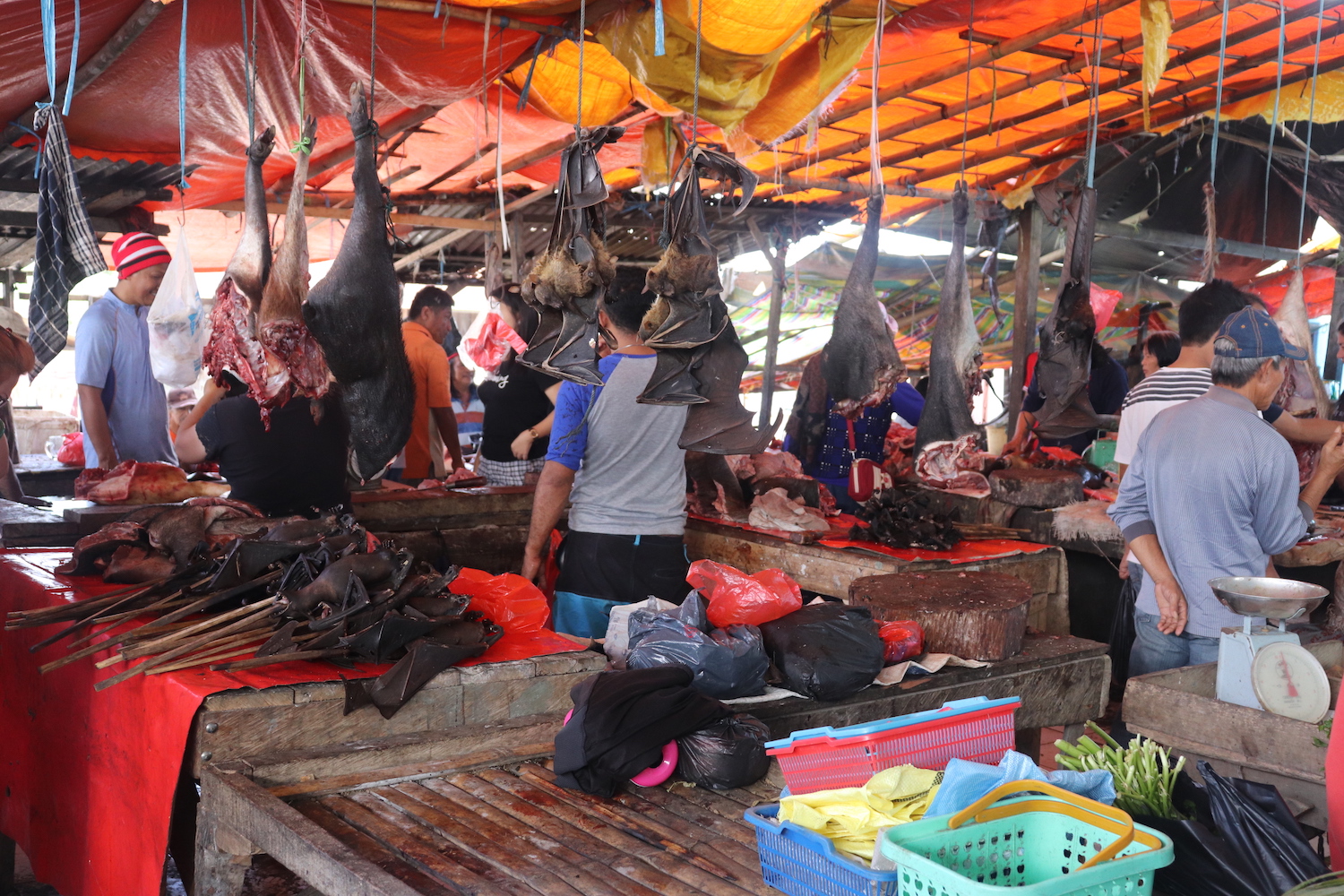 Bats in wildlife market in Indonesia
