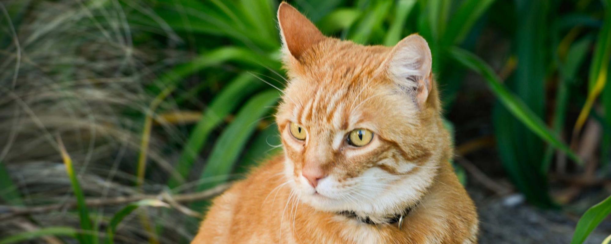 cat in grass