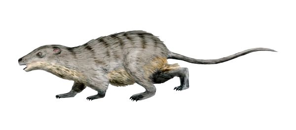 Mammal ancestor