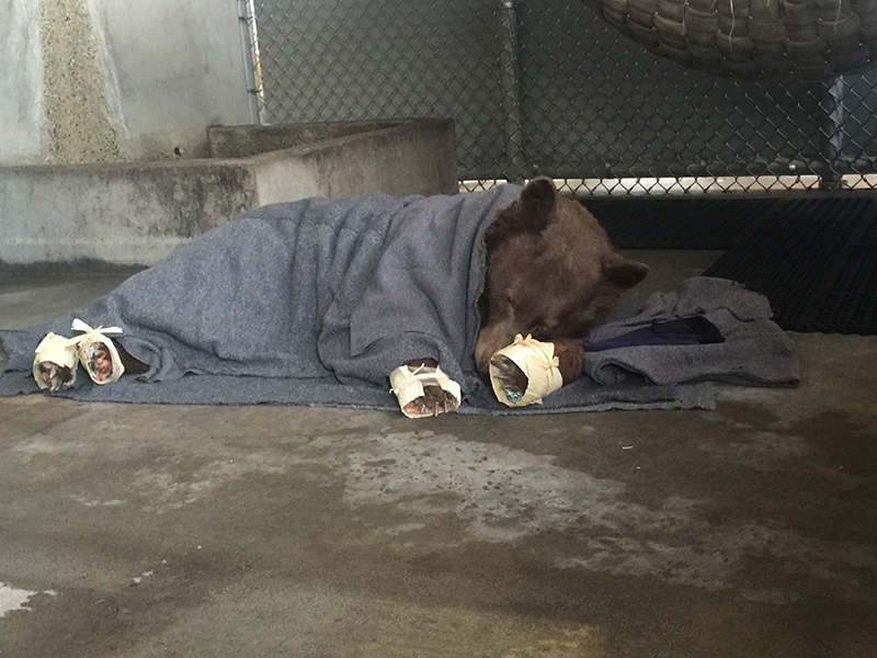 Bear rests in holding pen
