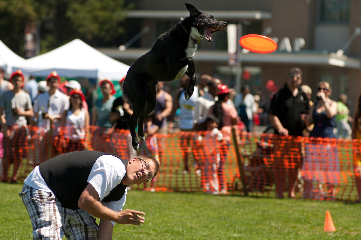 Savvy shepherds fly through the air to catch Frisbees at Huchison Field during UC Davis Picnic Day.