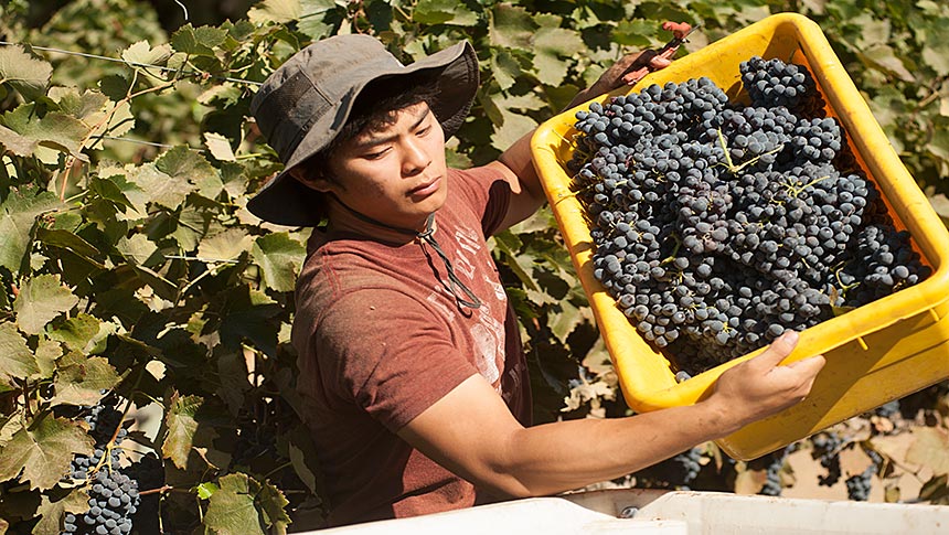 Man in vineyard lifts tub of wine grapes