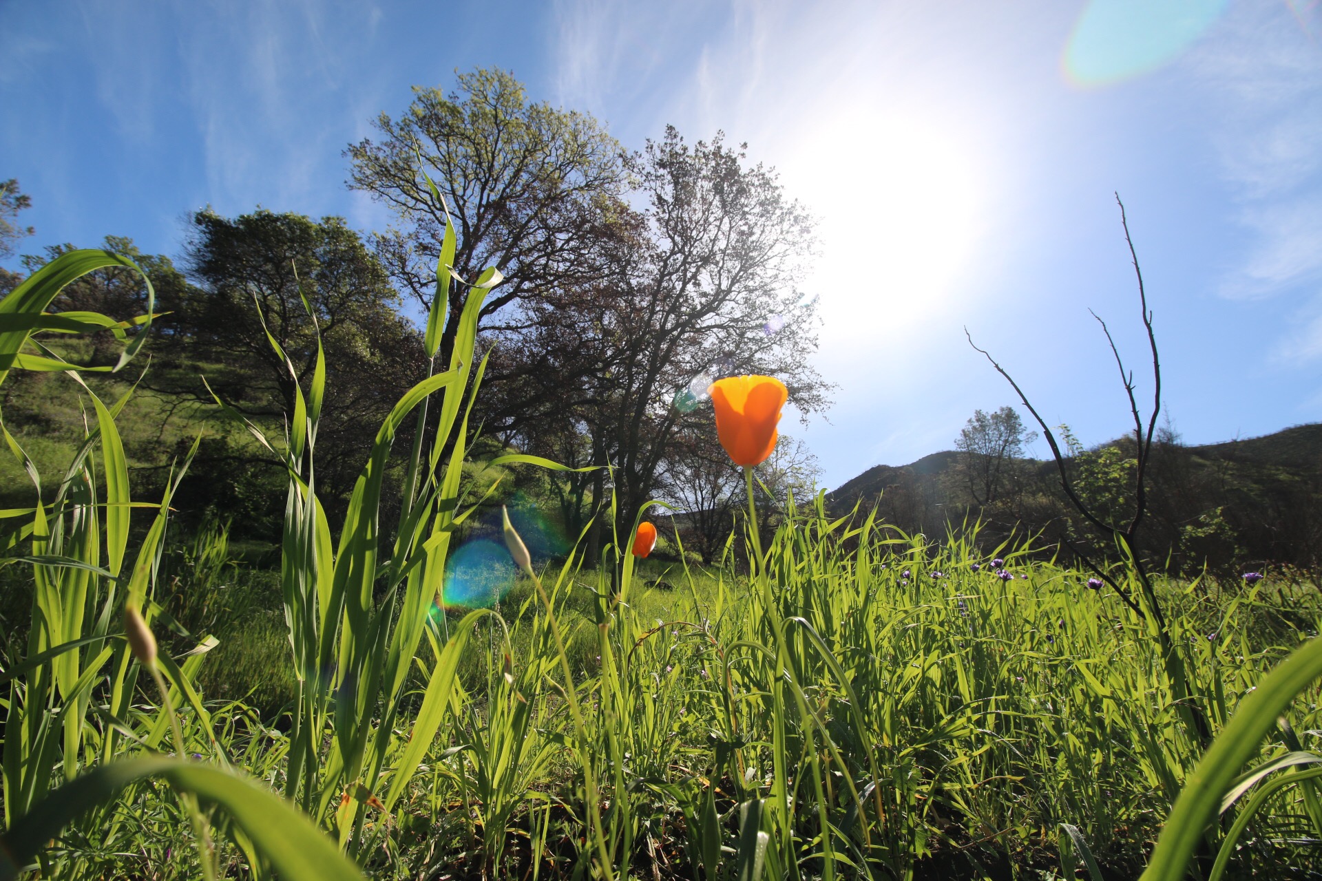 California poppy in grassland and oak trees