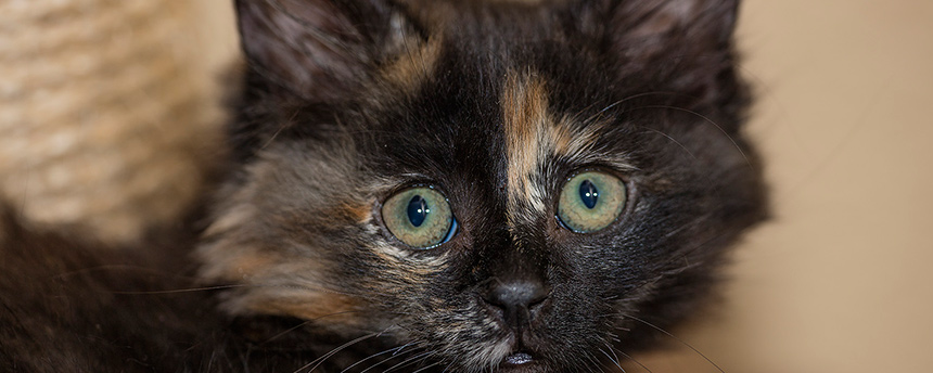 Portrait of a brindle-colored kitten