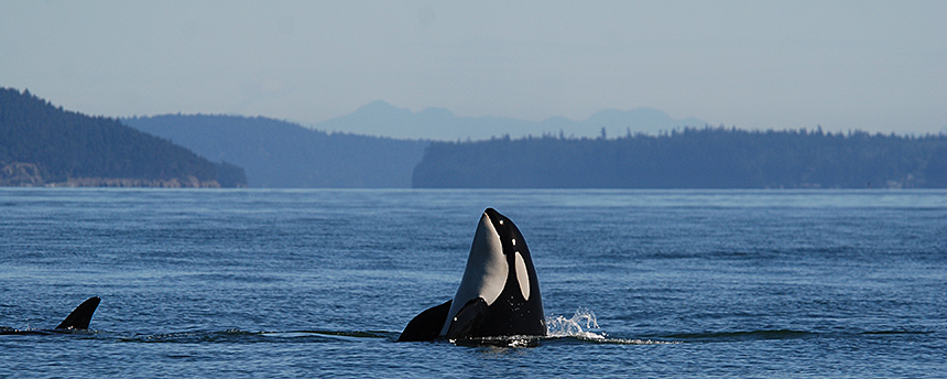 Two killer whales surfacing in the ocean
