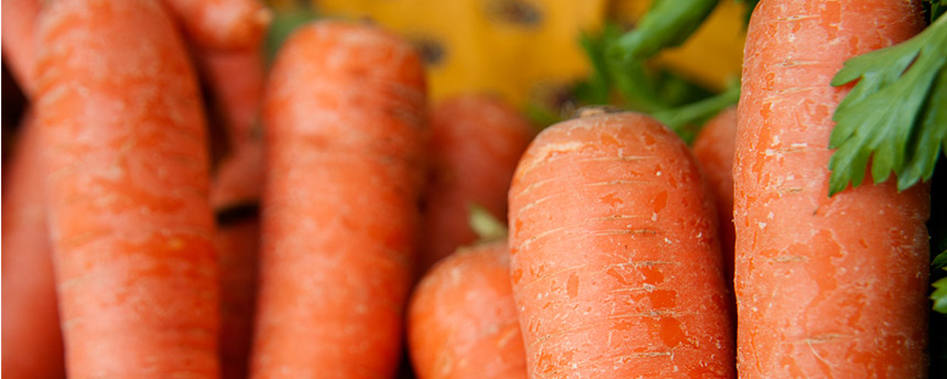 A bunch of fresh fresh carrots
