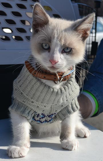 A kitten models its new collar and sweater at Mercer Clinic. (Courtesy photo/Mercer Clinic)