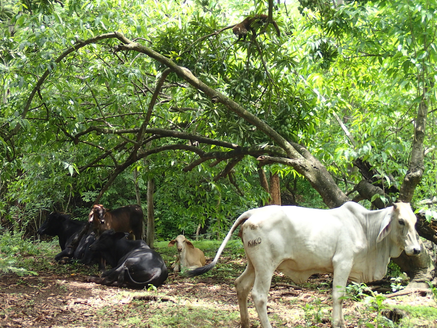 cattle in Costa Rican forest