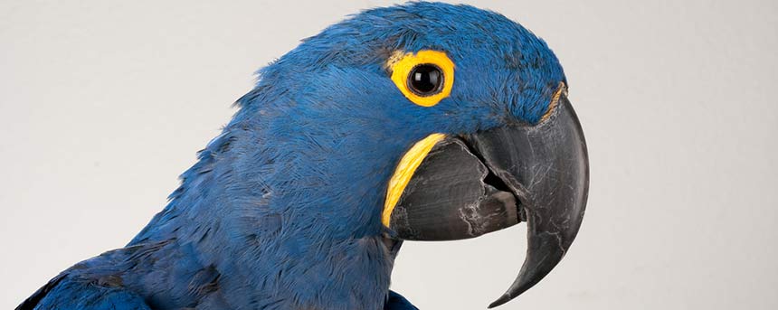 A blue parrot upclose