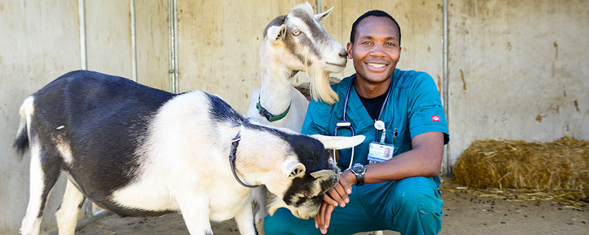 Man in medical scrubs with two goats